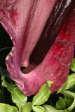 Dracunculus vulgaris RCP6-2013 405.JPG